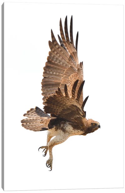 Martial Eagle In Flight Canvas Art Print - Elmar Weiss