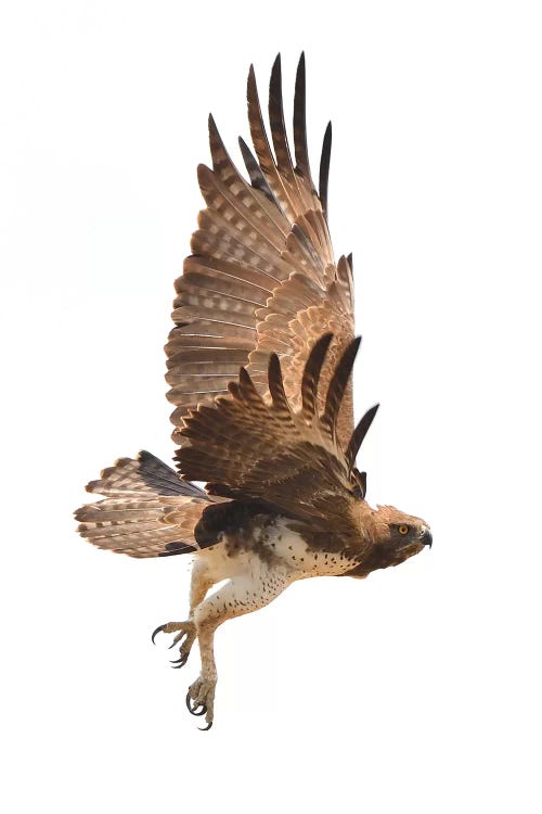 Martial Eagle In Flight