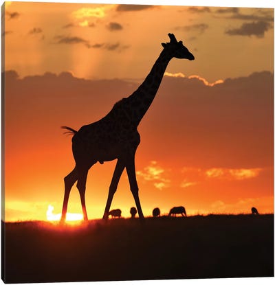 Masai Mara Sunset Canvas Art Print - Giraffe Art