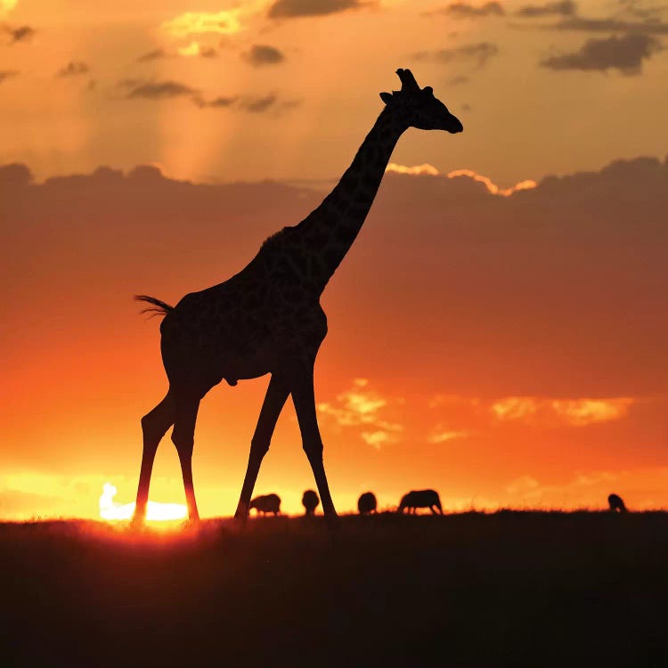 Masai Mara Sunset