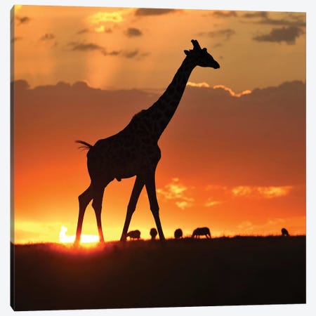 Masai Mara Sunset Canvas Print #ELM85} by Elmar Weiss Art Print