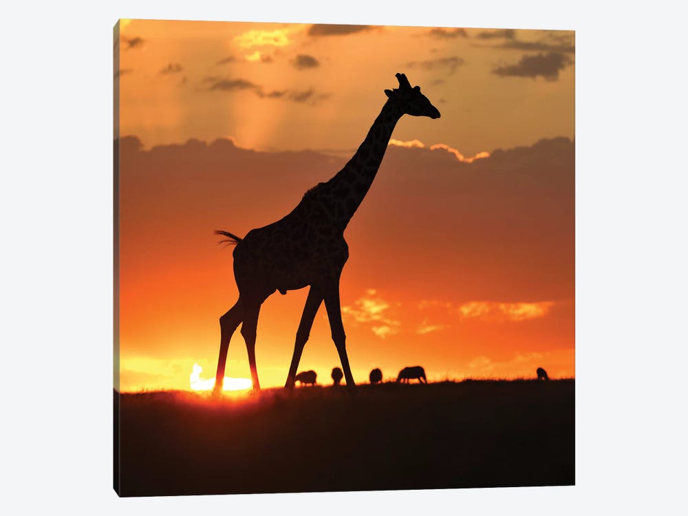 Masai Mara Sunset by Elmar Weiss 1-piece Canvas Art Print