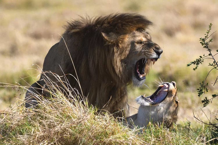 Mating Lions