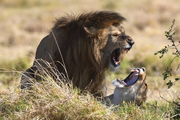 Elmar Weiss: Mating Lions by Elmar Weiss