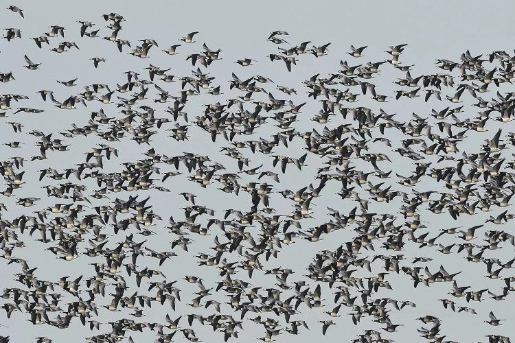 Migrating Barnacle Geese