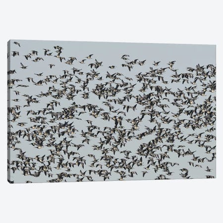 Migrating Barnacle Geese Canvas Print #ELM87} by Elmar Weiss Canvas Art Print