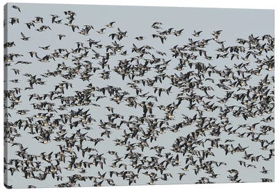 Migrating Barnacle Geese Canvas Art Print - Goose Art