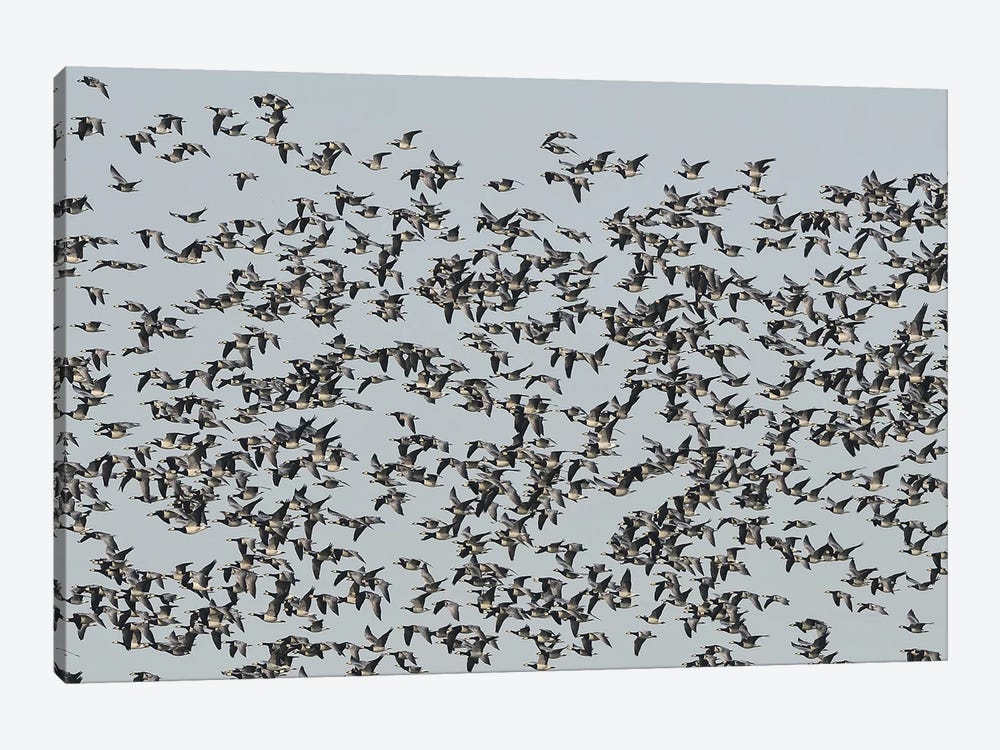 Migrating Barnacle Geese by Elmar Weiss 1-piece Art Print