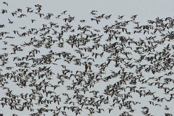 Elmar Weiss: Migrating Barnacle Geese by Elmar Weiss