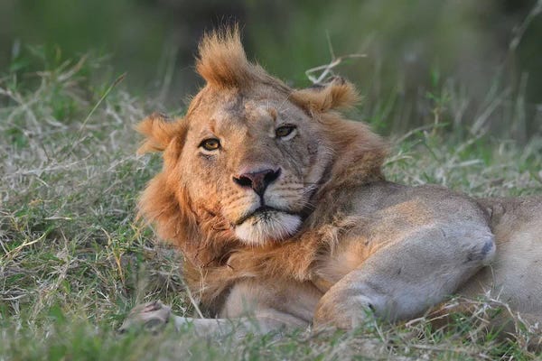 Elmar Weiss: Mohawk by Elmar Weiss