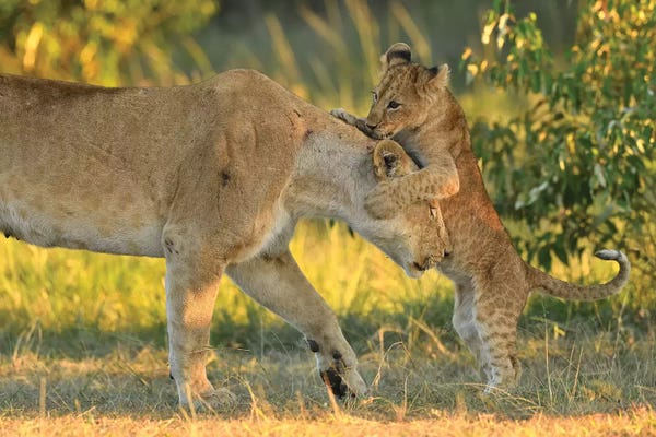 Elmar Weiss: Mom Is The Best! by Elmar Weiss