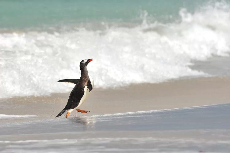 Beach Run