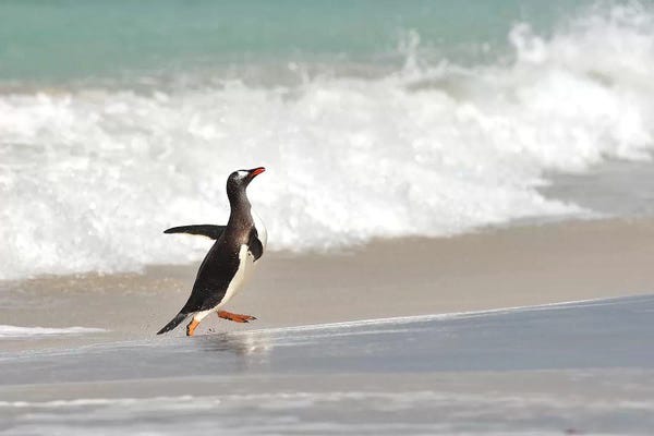 Elmar Weiss: Beach Run by Elmar Weiss