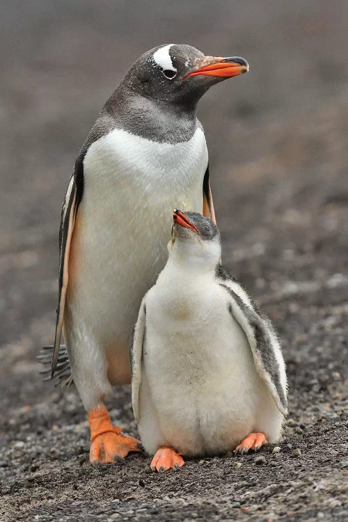 Mother And Chick