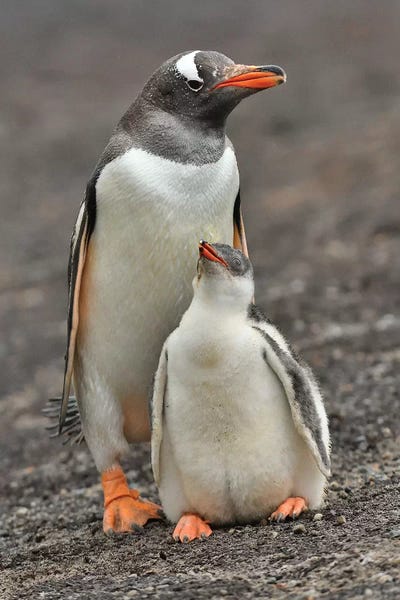 Elmar Weiss: Mother And Chick by Elmar Weiss
