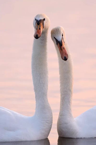 Elmar Weiss: Mute Swans by Elmar Weiss