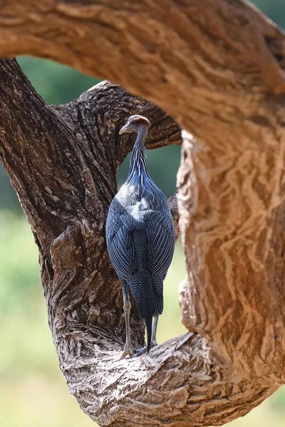 Natural Frame by Elmar Weiss framed canvas print