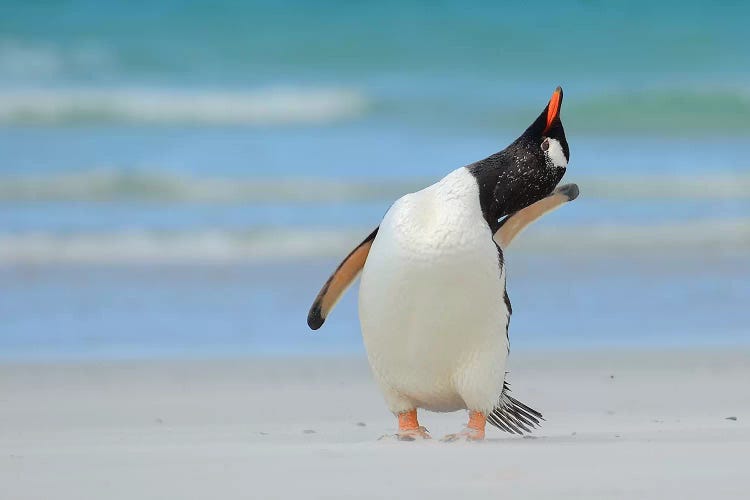 Next Top Model Of The Falklands by Elmar Weiss wall art