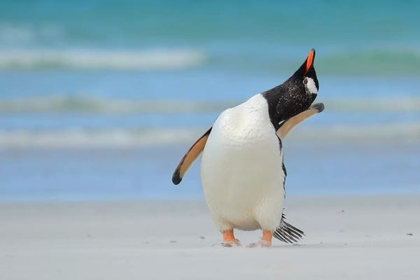 Elmar Weiss: Next Top Model Of The Falklands by Elmar Weiss
