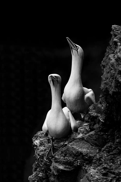 Northern Gannets by Elmar Weiss wall art