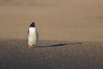 One Small Step... by Elmar Weiss framed canvas print
