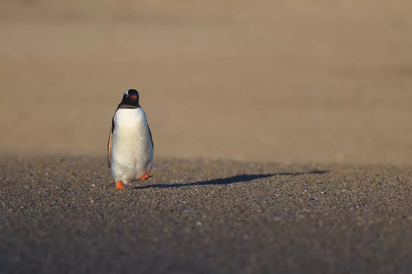 Elmar Weiss: One Small Step... by Elmar Weiss