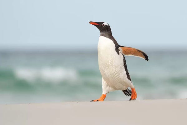 Elmar Weiss: Beach Walk by Elmar Weiss