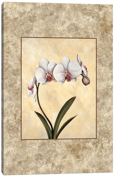 Perfection I Canvas Art Print - Orchid Art