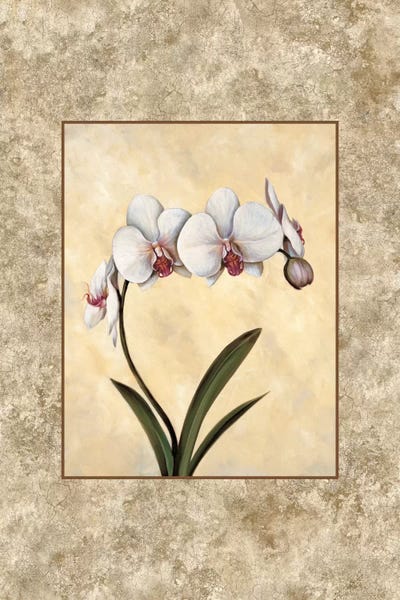 Orchids: Perfection I by E. Lopez