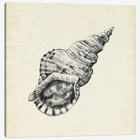 Seashell Pencil Sketch I Canvas Print #EMC113} by Emma Caroline Canvas Print