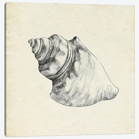Seashell Pencil Sketch IV Canvas Print #EMC116} by Emma Caroline Canvas Art