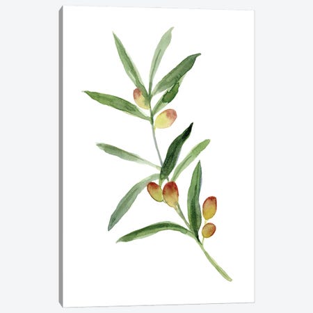 Sweet Olive Branch I Canvas Print #EMC121} by Emma Caroline Canvas Artwork