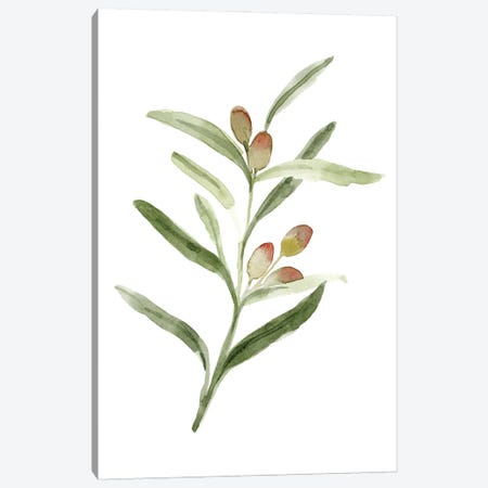 Sweet Olive Branch II Canvas Print #EMC122} by Emma Caroline Canvas Artwork