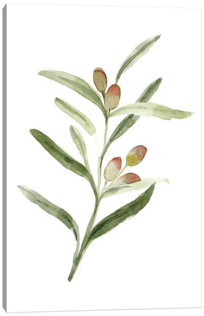 Sweet Olive Branch II Canvas Art Print