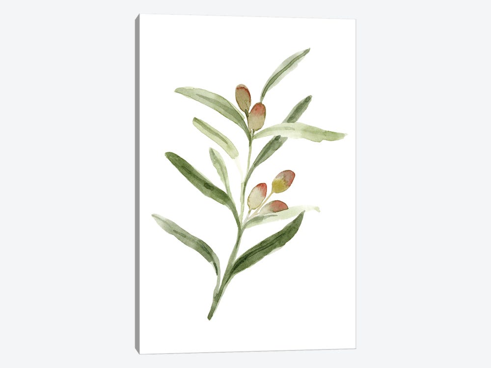 Sweet Olive Branch II by Emma Caroline 1-piece Canvas Art Print