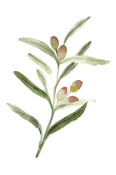 Emma Caroline: Sweet Olive Branch II by Emma Caroline
