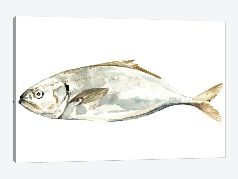 Silver Fish IV by Emma Caroline 1-piece Canvas Print