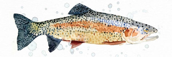 Trout: Watercolor Rainbow Trout I by Emma Caroline
