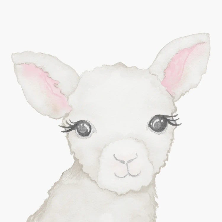 Baby Lamb