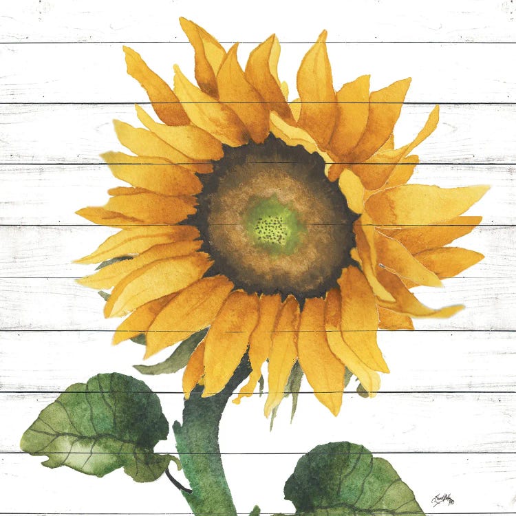 Happy Sunflower II by Elizabeth Medley wall art