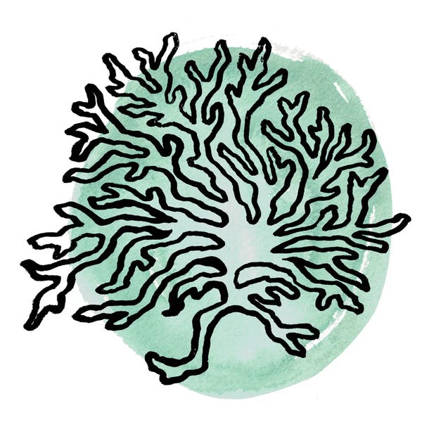 Coral: Coastal Contours IV by Elizabeth Medley