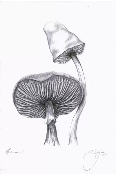 Emily Magone: Mushrooms One by Emily Magone