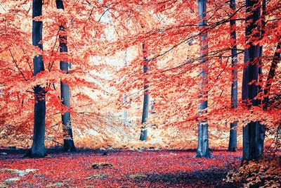 Autumn Vibes by Manjik Pictures canvas print