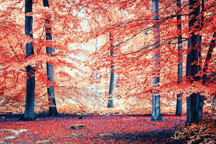Autumn Vibes