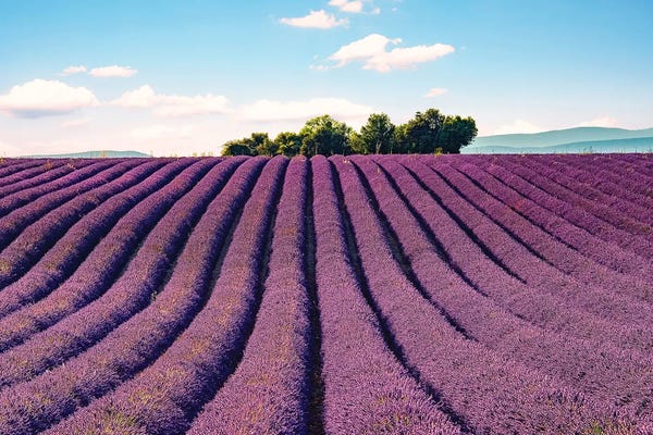 Herbs: South Of France by Manjik Pictures