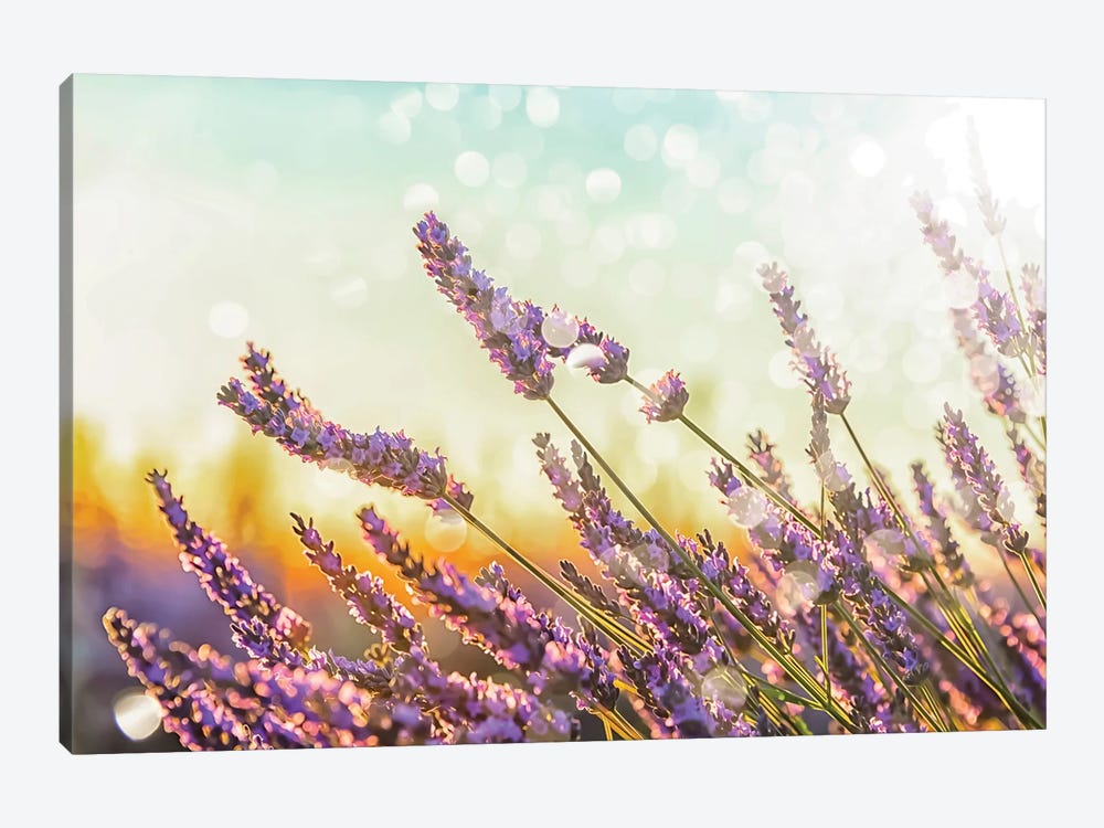 Sparkling Lavender by Manjik Pictures 1-piece Canvas Art Print