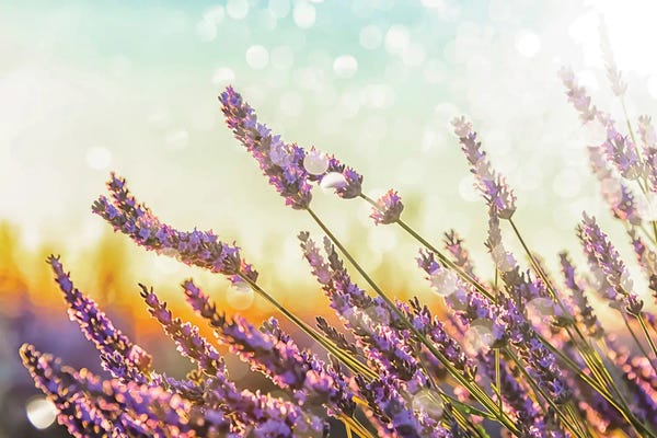 Herbs: Sparkling Lavender by Manjik Pictures