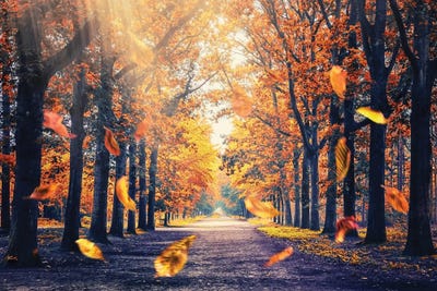 Autumn Vibe by Manjik Pictures canvas print