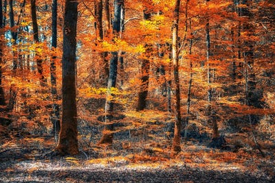 Forest In Autumn by Manjik Pictures canvas print