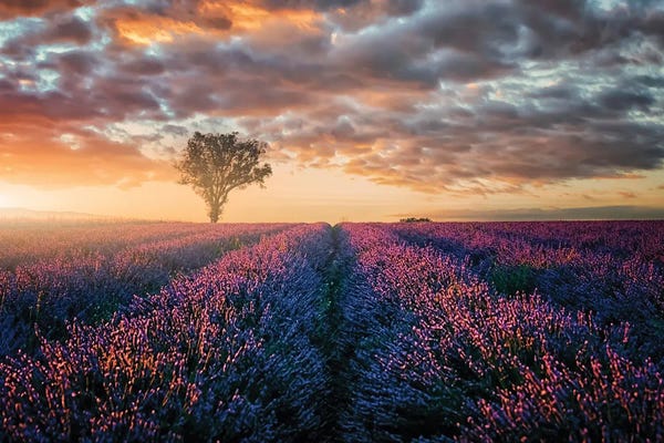 Herbs: Last Lights by Manjik Pictures